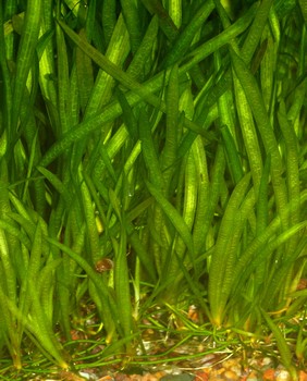 Vallisneria spiralis, Gewhnliche Wasserschraube