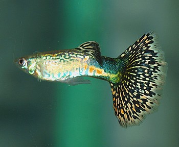 Poecilia reticulatus, Guppy