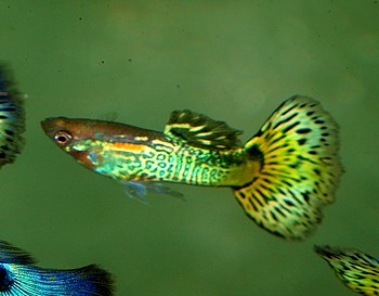 Poecilia reticulatus, Guppy