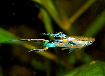Poecilia reticulatus, Guppy
