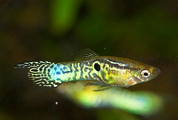 Poecilia reticulatus, Guppy