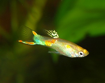 Poecilia reticulatus, Guppy