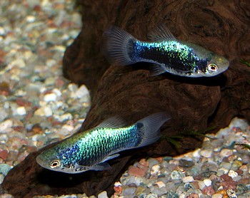 Xiphophorus maculatus, Platy