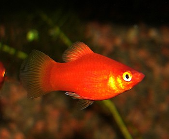 Xiphophorus maculatus, Platy