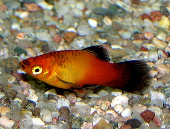 Xiphophorus maculatus, Platy