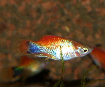 Xiphophorus maculatus, Platy