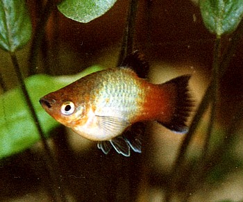 Xiphophorus maculatus, Platy