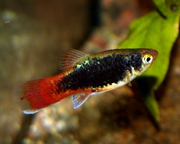 Xiphophorus maculatus, Platy