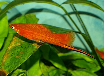 Xiphophorus helleri, Grüner-Schwertträger 