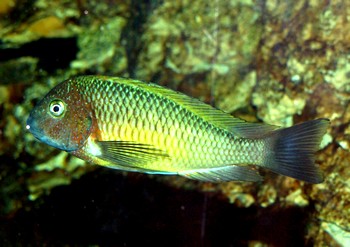 Tropheus moori, Brabantbuntbarsch - Nangu