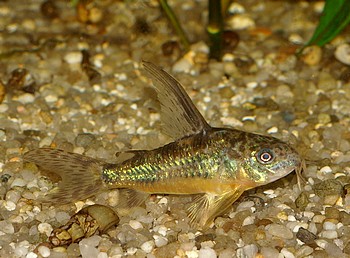Corydoras paleatus, Marmorierter Panzerwels