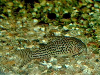 Corydoras haraldschultzi, Pracht-Panzerwels