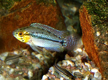 Apistogrammoides pucallpaensis