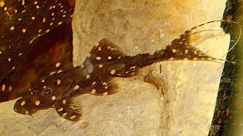 Acanthicus adonis, Elfenwels