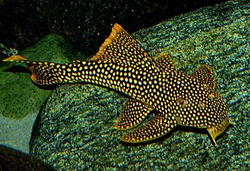 Scobiancistrus aureatus, Sonnenwels, L 14