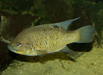 Paratilapia polleni, Pollenbuntbarsch