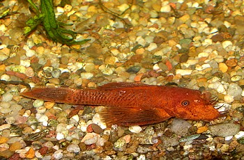 Ancistrus spec. Gold-Antennenwels