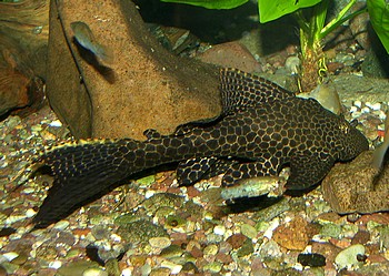 Hypostomus punctatus, Punktierter Schilderwels