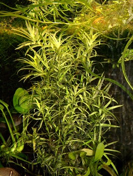 Heteranthera zosterifolia