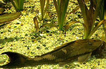 Hypostomus unicolor, Lehmbrauner Schilderwels