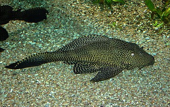 Liposarcus anisitsi, Schwarzweier Segelschilderwels