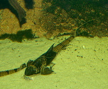 Loricaria simillima, Maulbrtender Hexenwels