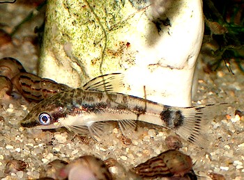 Otocinclus affinis, Ohrgitter-Harnischwels