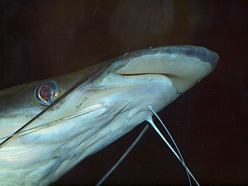 Sorubim lima, Spatelwels