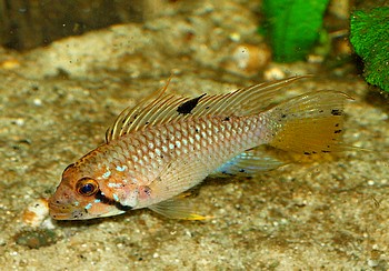 Apistogramma barlowi