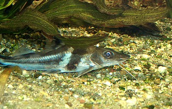 Pimelodus ornatus, Schmuckantennenwels