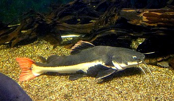 Phractocephalus hemioliopterus