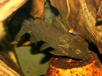 Brachysynodontis batensoda