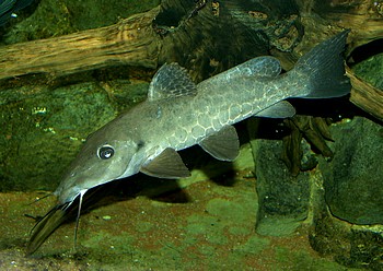 Auchenoglanis occidentalis