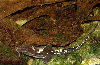 Platystacus cotylephorus, Peitschenwels