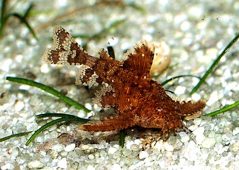 Hara jerdoni, Deltaflgel-Zwergwels