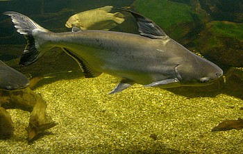 Pangasius pangasius, Schwarzflossen-Haiwels