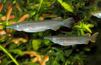 Dermogenys ebrardtii, Ebrardt-Halbschnbler