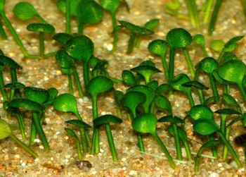 Marsilea hirsuta, Zwergkleefarn
