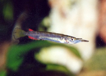 Dermogenys pusillus, Hechtkpfiger Halbschnabelhecht