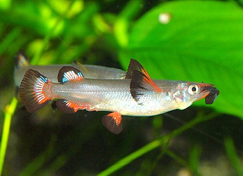 Nomorhamphus liemi liemi, Hakenhalbschnbler