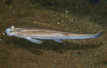 Anaples anaples, Vierauge