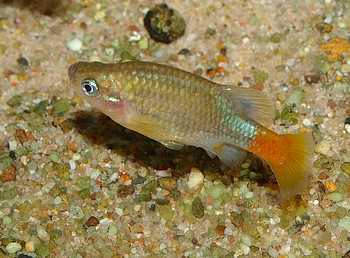 Xenotoca eiseni, Eisens-Kärpfling