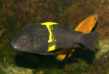 Tropheus moori, Brabantbuntbarsch
