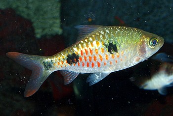 Dawkinsia cf. filamentosus, Schwanzfleckbarbe