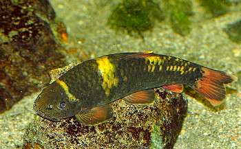 Garra flavatra, Panda-Saugbarbe