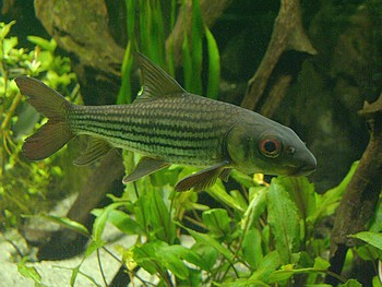 Probarbus julieni, Isokbarbe