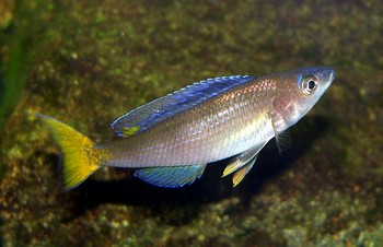Cyprichromis leptosoma, Krpflingsbuntbarsch