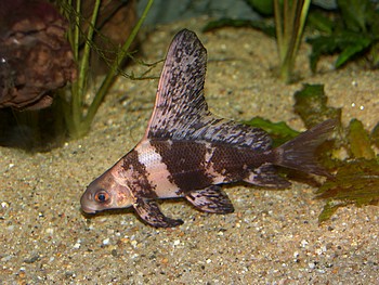 Myxocyprinus asiaticus asiaticus, Wimpelkarpfen