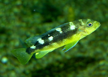 Pseudotropheus crabro, Chamleon-Buntbarsch