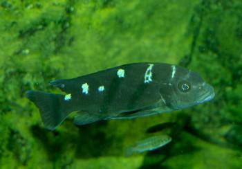 Pseudotropheus crabro, Chamleon-Buntbarsch